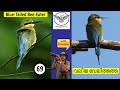 Blue-Tailed Bee-Eater | Valiya Velithatha | Merops Philippinus | വലിയ വേലിത്തത്ത | Birds Kerala