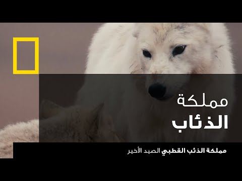 فيديو: التوابل الخطرة للكلاب