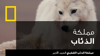 مملكة الذئب القطبي: الصيد الأخير | ناشونال جيوغرافيك أبوظبي screenshot 1