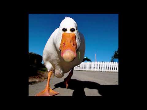 Anatidaephobia but with pictures of ducks and a scary version of the