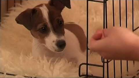 🐾 Crate Training: Puppy Training Made Easy – How to Crate Train Your Puppy