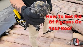 How To Birdproof Your Solar Panels | Pigeon and Birdproofing Your Home | How To Get Rid Of Pigeons