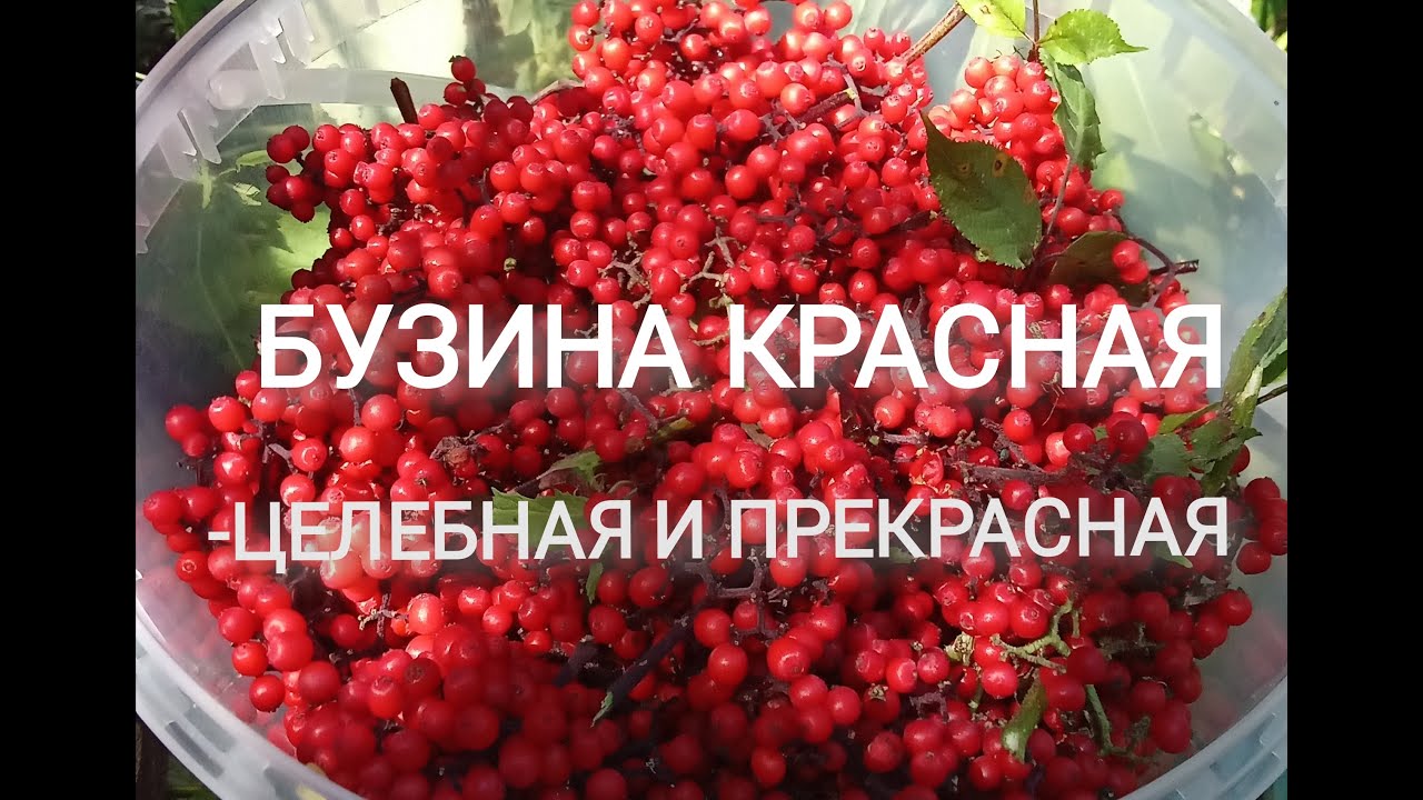 БУЗИНА КРАСНАЯ - ЦЕЛЕБНАЯ И ПРЕКРАСНАЯ