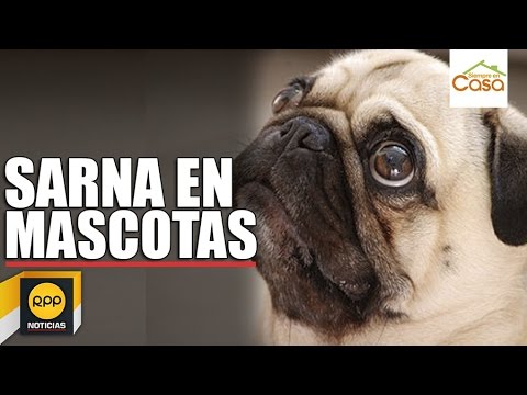 como tratar la sarna del perro en casa como tratar la sarna del perro en casa