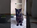 やめてよう!と手で一生懸命拒否するクロちゃん