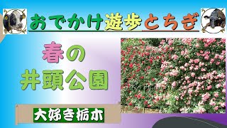 【大好き栃木】「おでかけ遊歩とちぎ」編　春の井頭公園（真岡市）by うしきよチャンネル