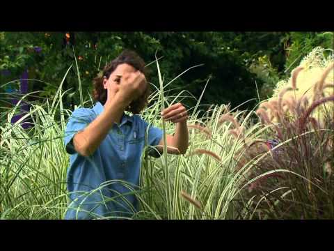 Video: Decorative Plume Grass – tietoa plume ruohojen hoidosta