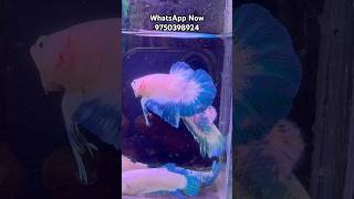 Exactic betta fish low price #fish #bettafish #guppyfarm #bettafish #guppy #fishingtips #bettas