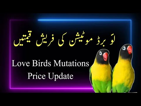 वीडियो: लवबर्ड तोता कितना होता है