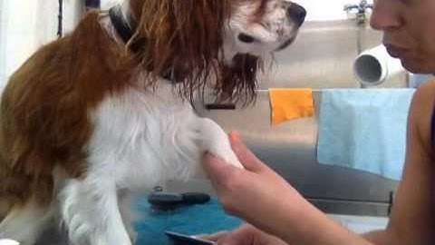 Nervous dog dog grooming. Positive reinforcement.
