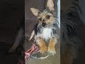 #dog #daxandbaileyshow #adogspurpose #godisreal #therapy #recovery #dogshorts #shorts #short #puppy