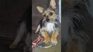 #dog #daxandbaileyshow #adogspurpose #godisreal #therapy #recovery #dogshorts #shorts #short #puppy