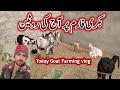 Aaj Ka Goat Farming Vlog 🐐 | Goat Farming in Pakistan