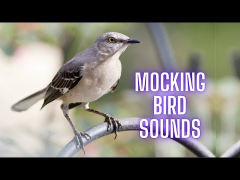 Video: Mockingbird ay isang mahuhusay na ibon