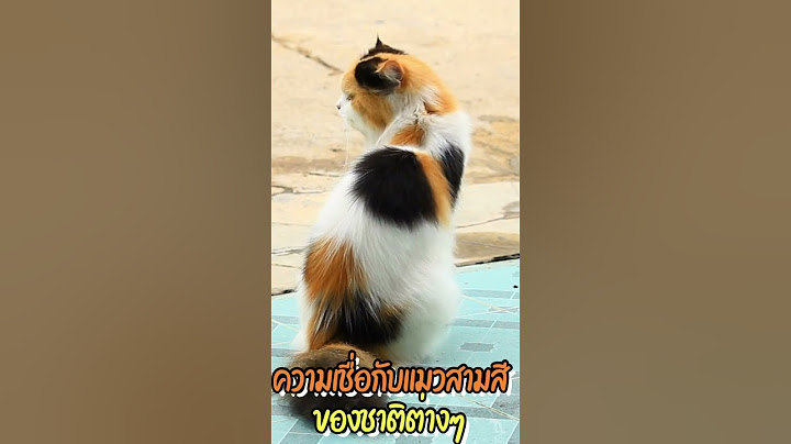 แมวสามสี แมวมงคลกับความเชื่อของคนชาติต่างๆ