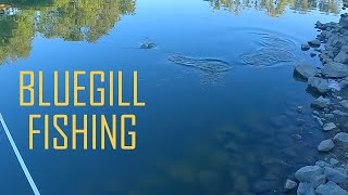 Bluegill Fishing Sacramento River w/ Red Worms and Mealworms | ITGETSREEL Episode 140