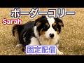 Border Collie Sarah ボーダーコリー サラ【ふつおじ】
