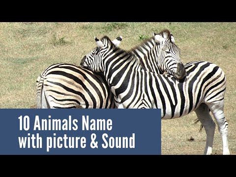 10 Animals Name with Picture & Sound : List of Animal Names for Kids | Most  Popular Animal Name List - YouTube