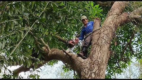 Cưa cây xoài tượng siêu khủng lồ .Saw mango tree super giant statue