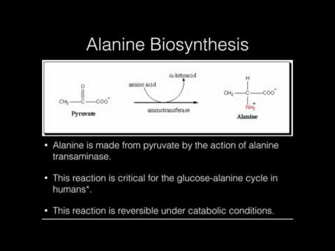 Video: Alanīna aminoskābē?