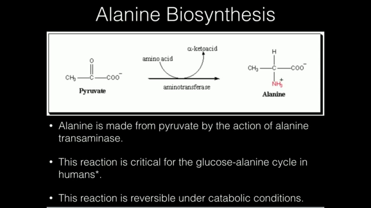 Alanine alanine