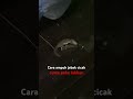 Cara Jebak cicak #shorts