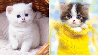 CUTE FUNNY and SMART ANIMAL Compilation #34 Pets Video 2020 - Adorable Pets