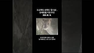 도심에도 섬에도 &#39;꽃사슴&#39;‥유해동물 지정 추진 #shorts