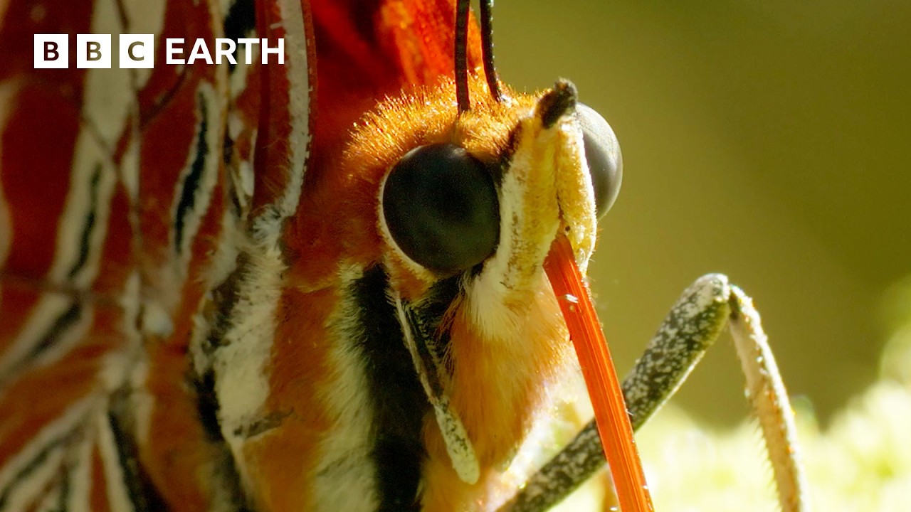 Spectacular Butterfly Mountaintop Gathering | Narrated by David Attenborough | Africa