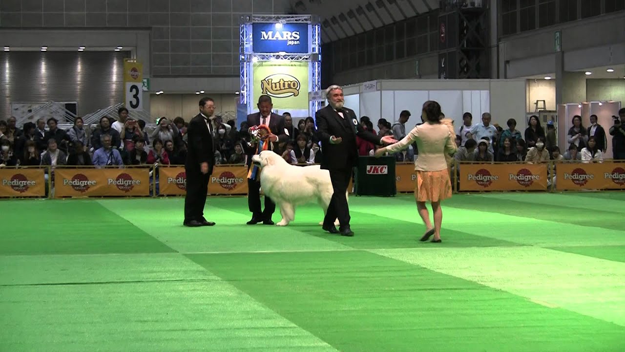 日本最大 Fciジャパンインターナショナルドッグショー16の結果は モラキジメディア 実体験型の犬メディア トリーツ専門店