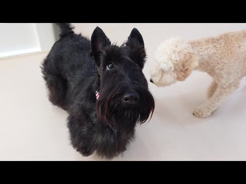 スコティッシュテリアちゃんが来たんだよ 🐶ひみつきちなう!①🐶  2025年9月13日