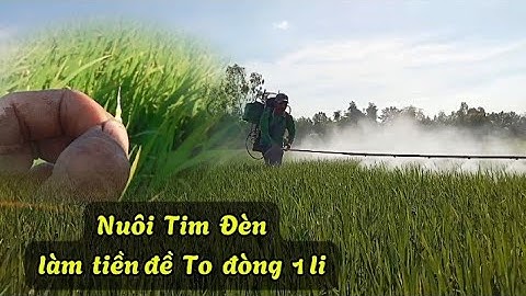 Xịt thuốc nuôi tim đèn_ tiền đề tạo đòng 1 li to, bông bự | Nông Dân Miền Tây.