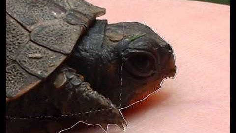 Selecting large or multiple areas in ArtRage Studio Pro