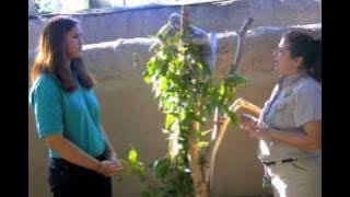 Download lagu Koalas at the San Diego Zoo