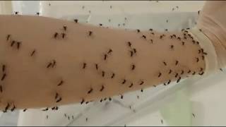 Blood feeding mosquitoes