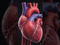 Part 3😱|How the Human Heart🫀Works ❤️ | 3D Animation Explained😱 #shorts #ai #aivideo #educational #3d