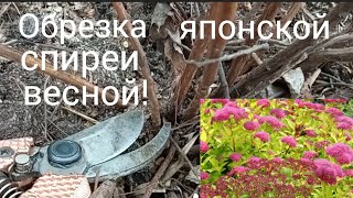 Весенняя обрезка японской спиреи/Формирование куста/