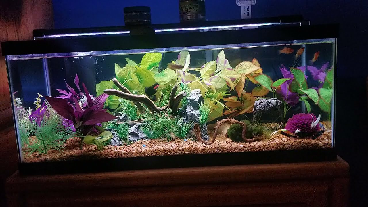 20 gallon Long is the perfect size tank 