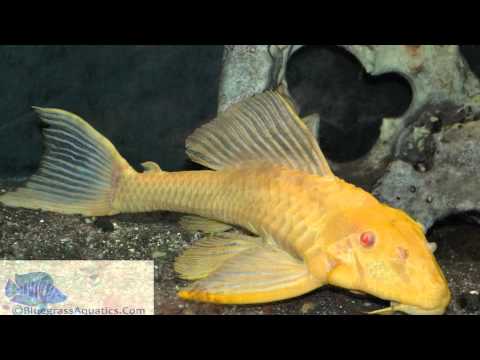 Sailfin Pleco