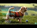 Why Norfolk Terriers Are The Best! の動画、YouTube動画。