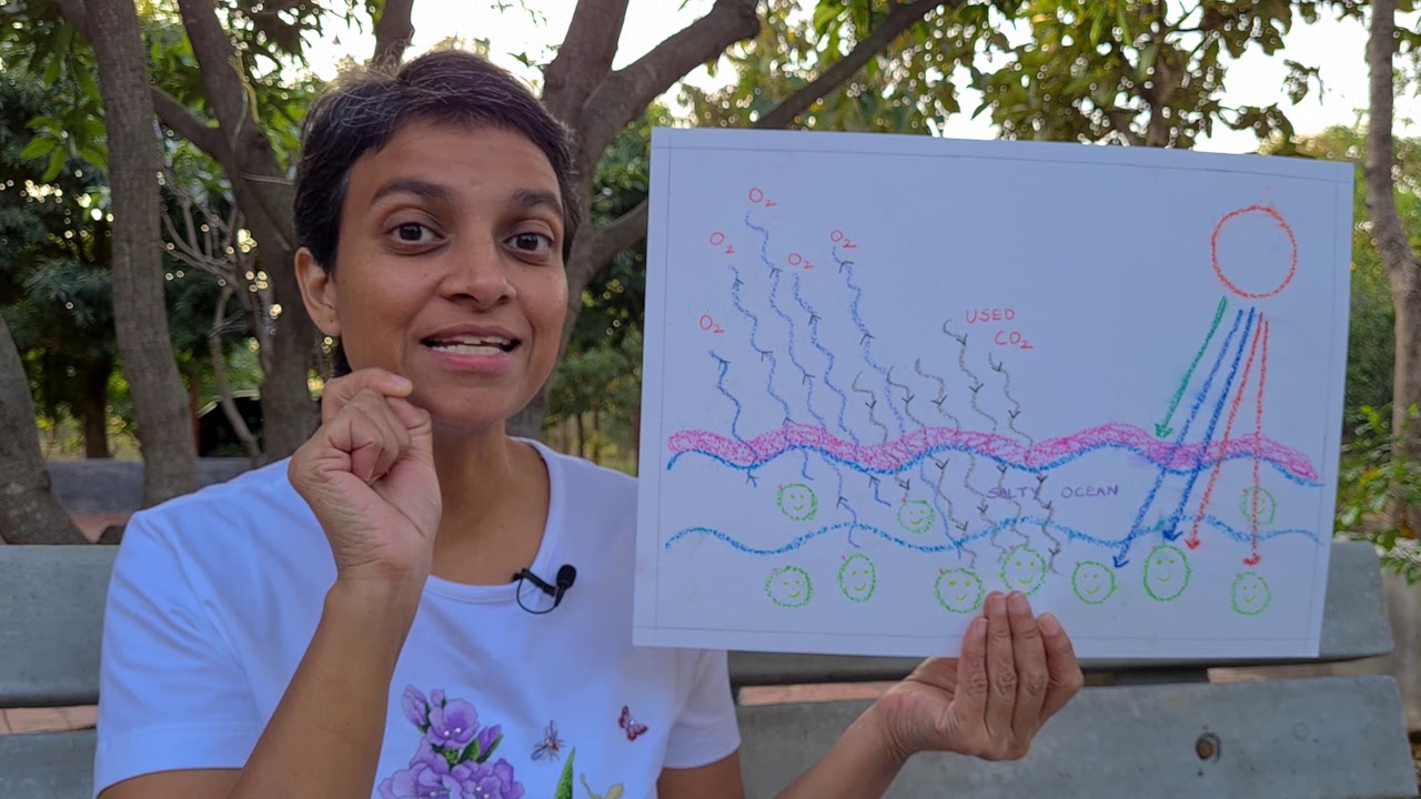 Why Trees Are Green? @ HLF2021