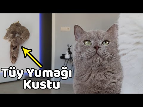 Video: Uzun Huzmeli Tüy Yumağı