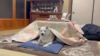 コタツを縄張りとして動かない柴犬に、もっといい事教えてあげた