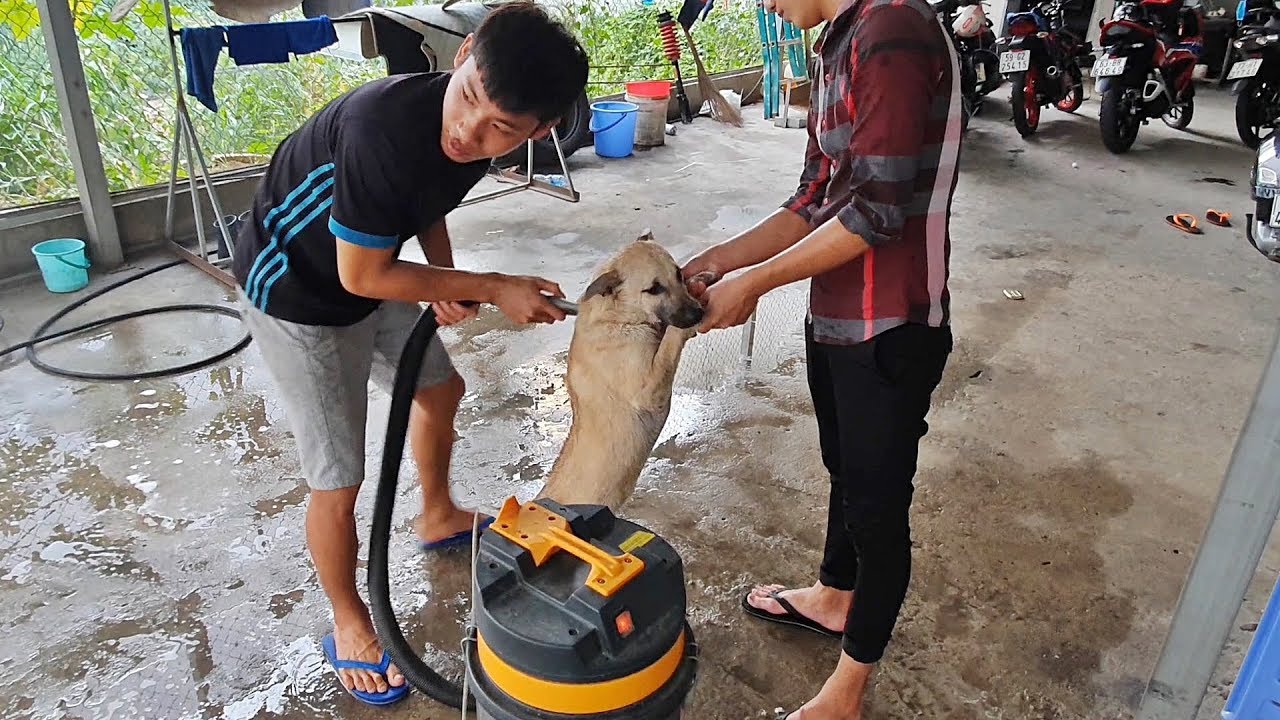 How to wash a dog in Vietnam car wash YouTube