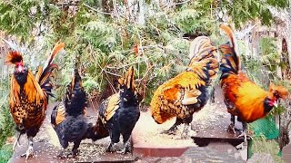 Декоративные куры Павловские #куры #Pavlovskie_chickens,  #chickens #Decorative_breeds_of_chickens