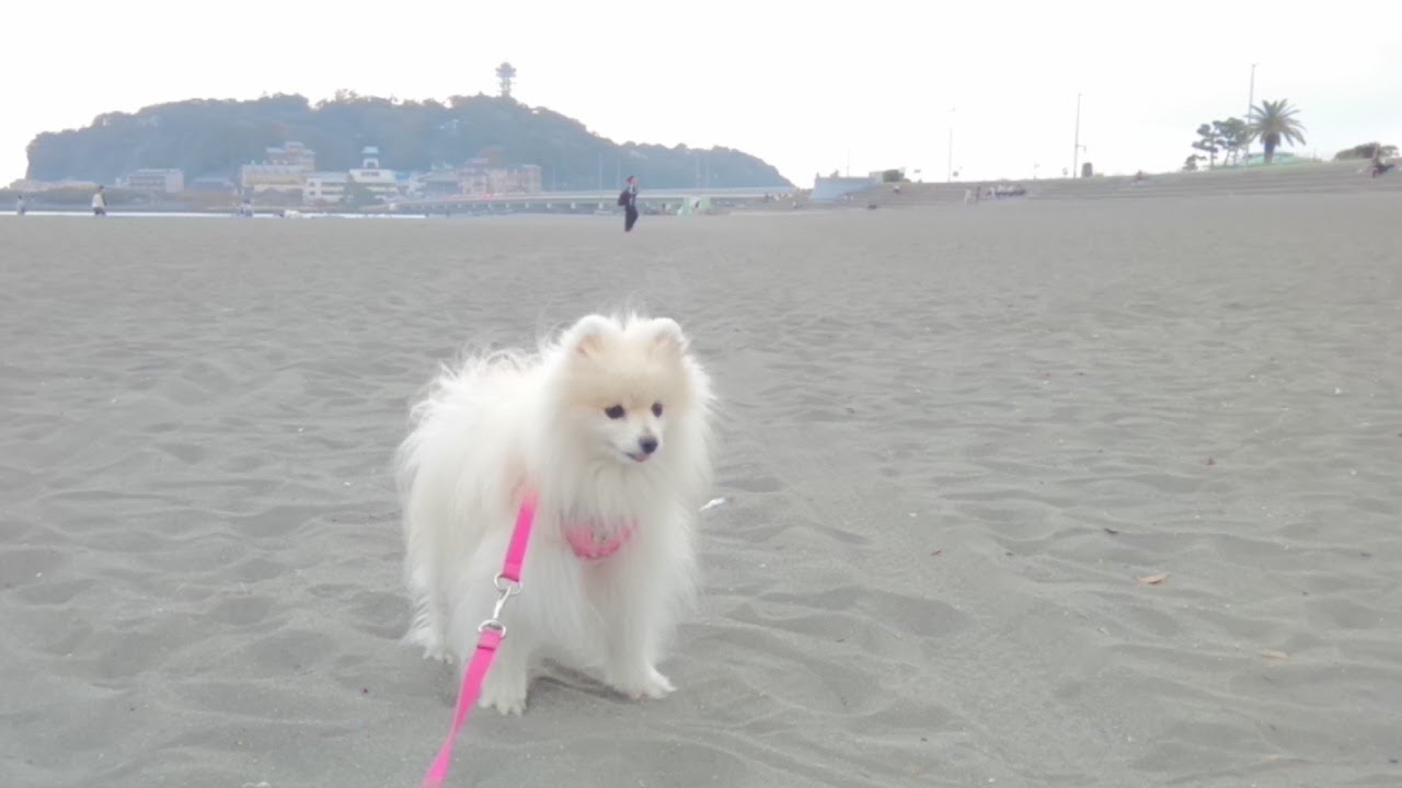 神犬ポメラニアンストーリー Vlog江ノ島散歩 湘南キャンドル２０２０ Youtube