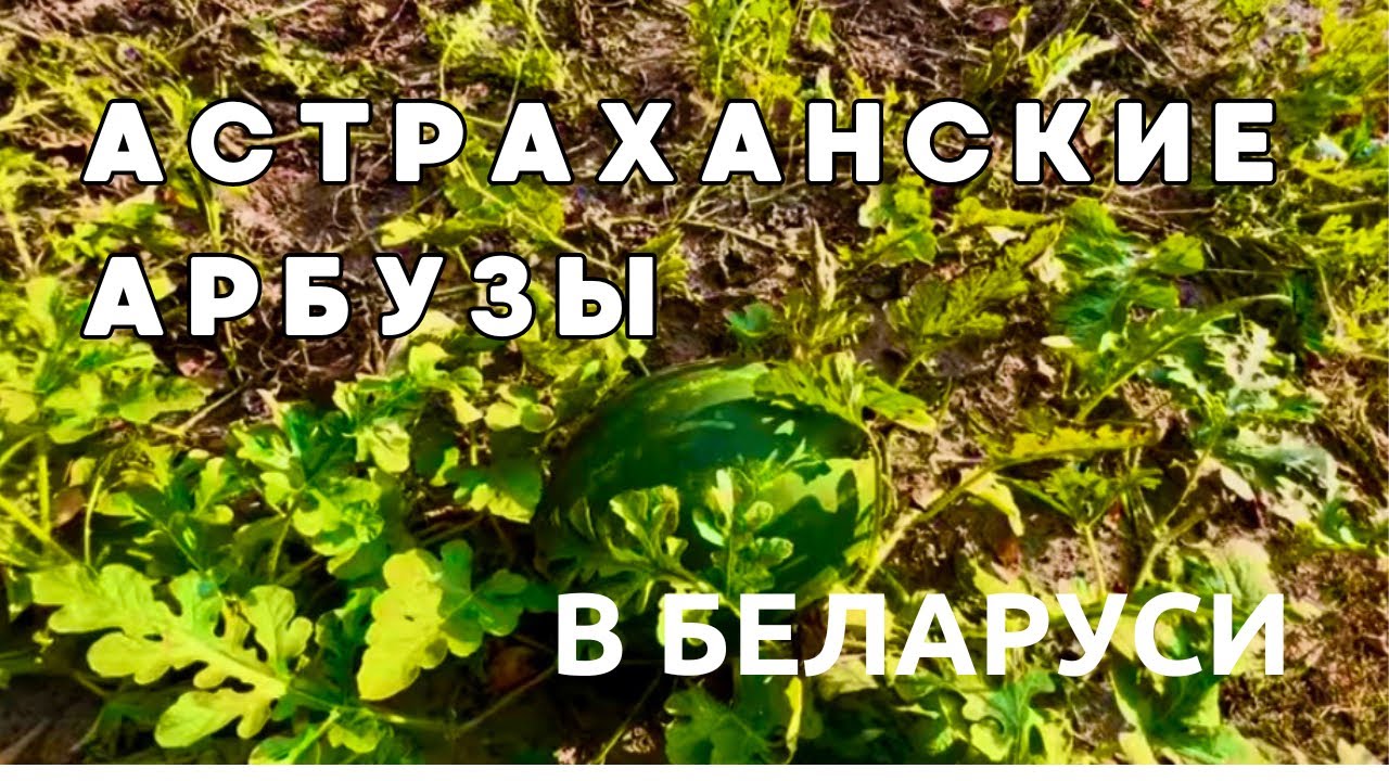 #24.Шок для многих! Мы не вернулись в город из деревни. Астраханские арбузы в Беларуси.