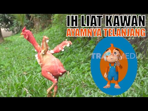 Kenalan Sama Ayam Kampung Tanpa Bulu | SI OTAN (20/03/20) 4