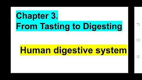 Class 5(EVS)Process of digestion