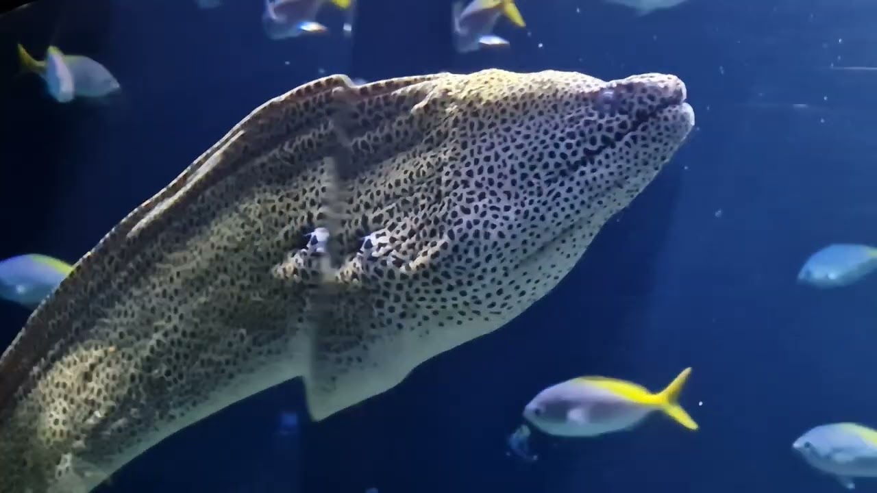 twee Murenen in Diergaarde Blijdorp Rotterdam
